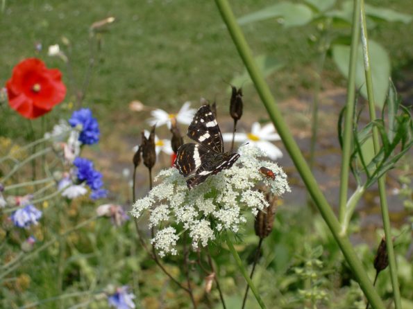 Landkärtchen, ein Schmetterling in zwei verschiedenen Varianten