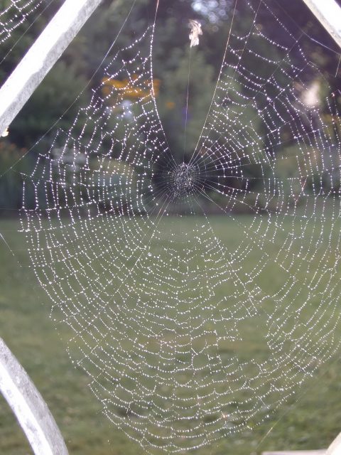 Spinnennetz der Sektorspinne in groß