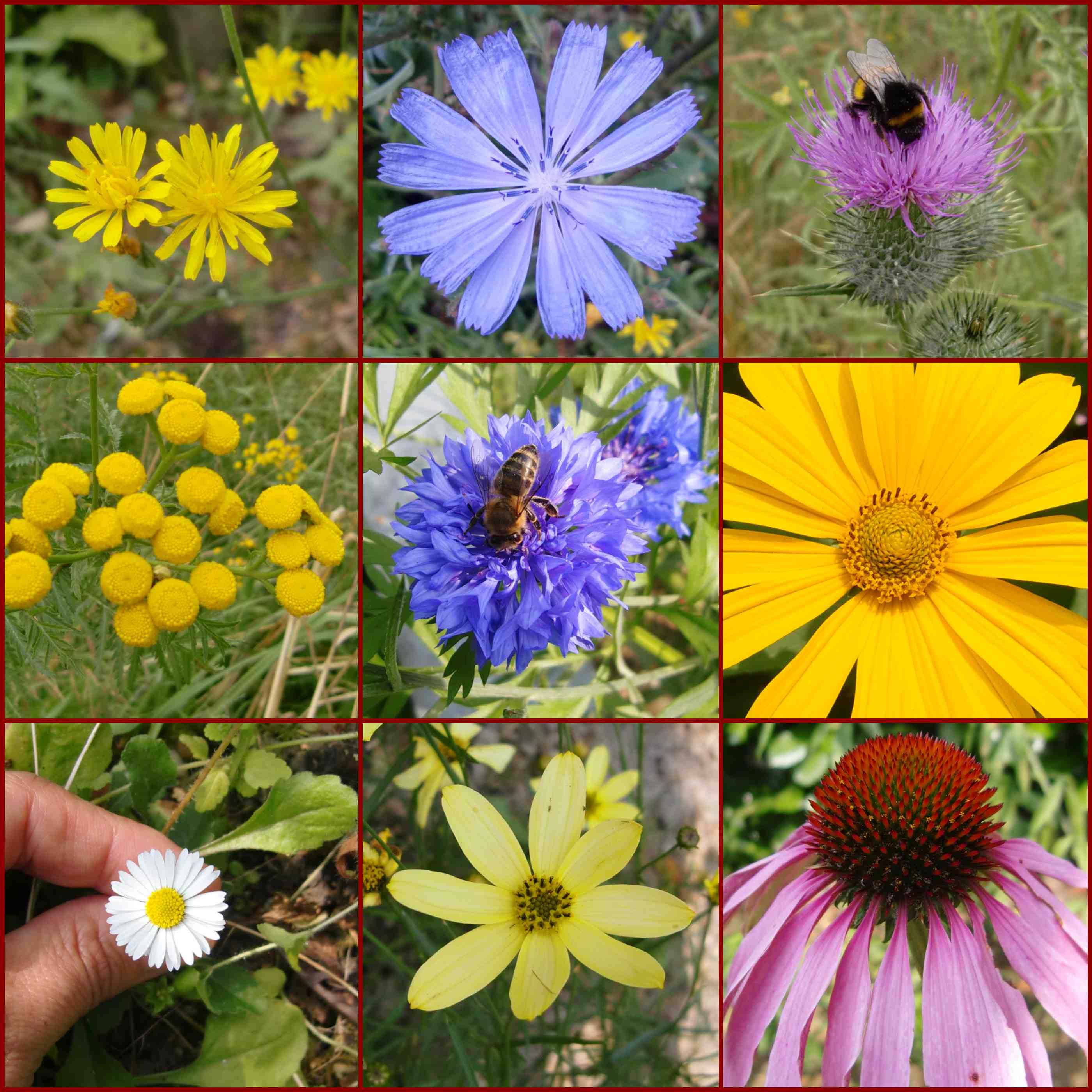 Korbblütler aus dem Garten, Wegwarte, Sonnenhut, Gänseblümchen, Kornblume, Distel