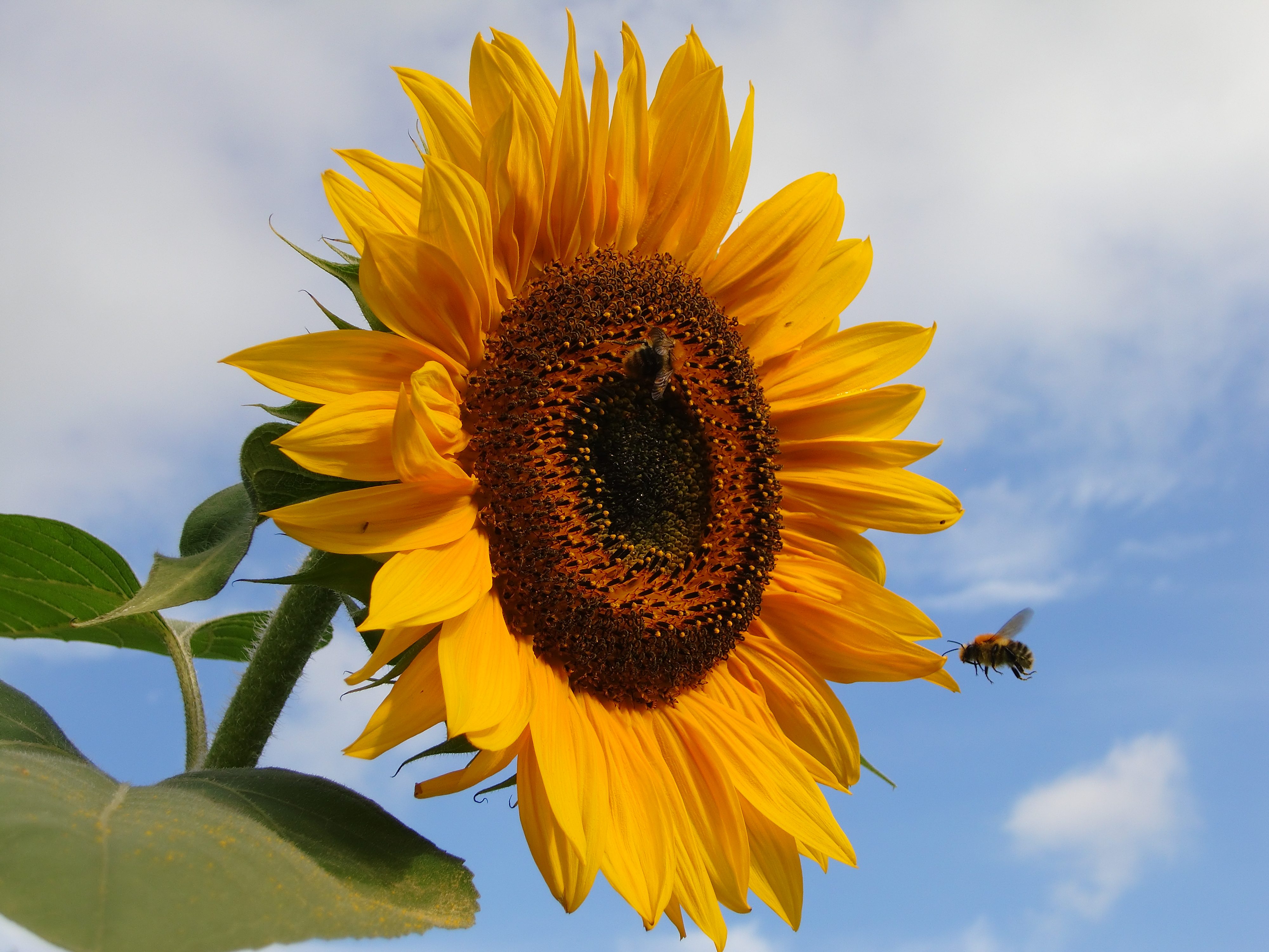 Bienen und Hummeln lieben Sonnenblumen