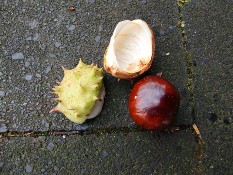 Kastanienbraun Meisengezwitscher Naturblog