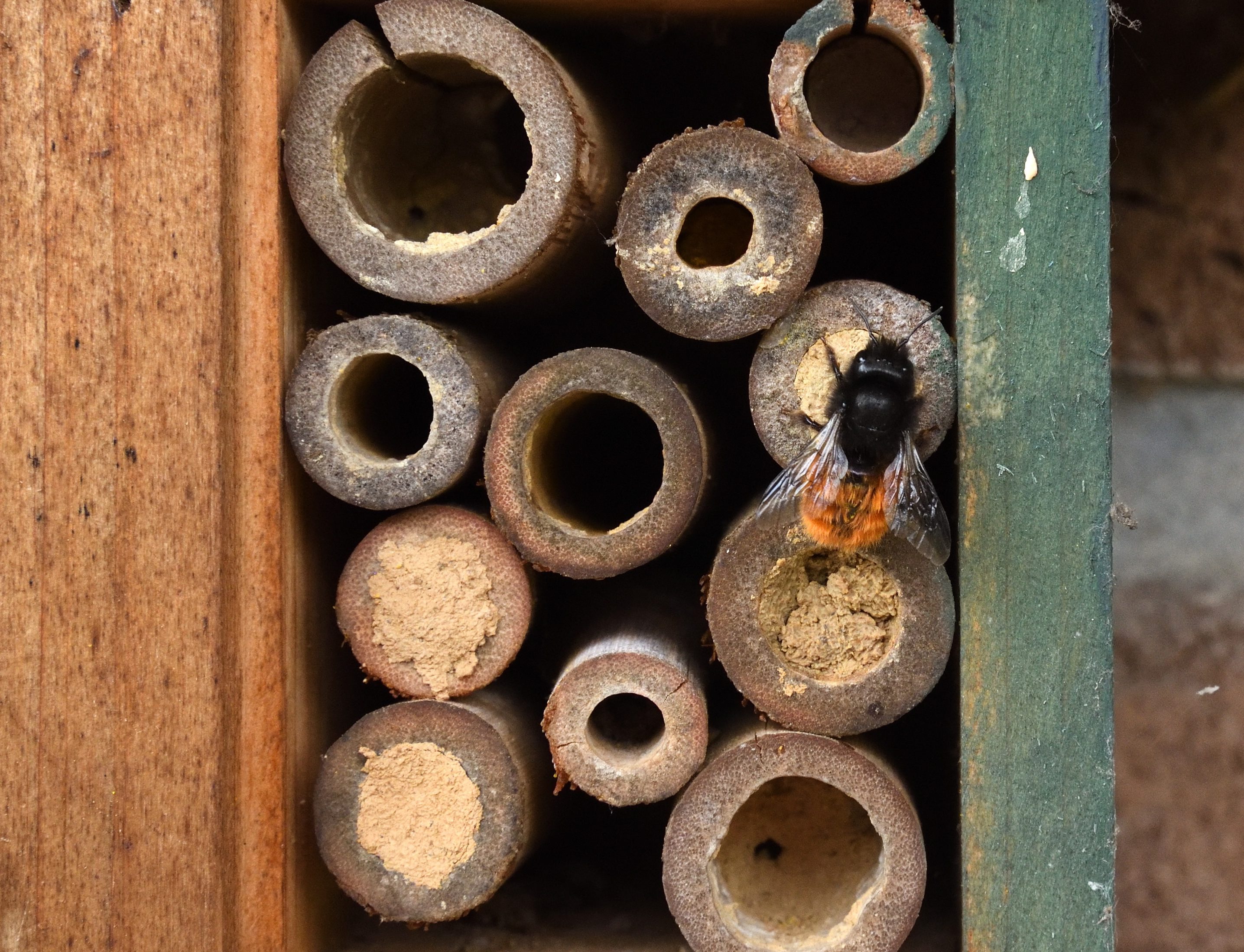 gehörnte Mauerbiene, Insektenhotel