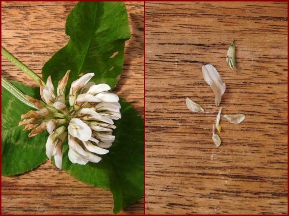Weißklee, Trifolium, Schmetterlingsblüte