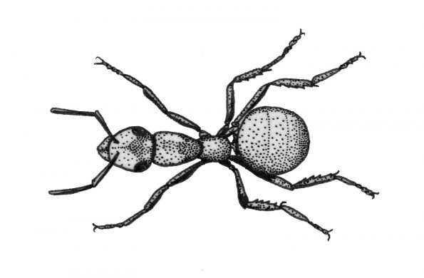 Ameisen schwärmen
