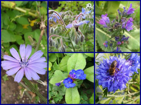 Bleiwurz, Kornblume, Natternkopf, blaue Blumen