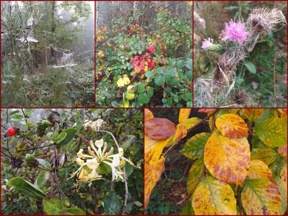 Spinnennetz im Nebel, Nebel im Herbstwald