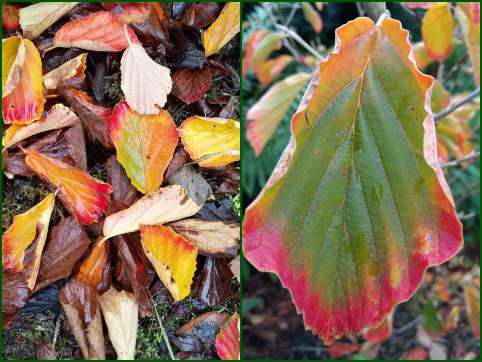 Warum färben sich die Blätter im Herbst