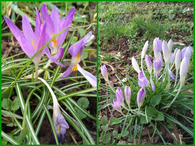 Was blüht im Februar? Meisengezwitscher Naturblog