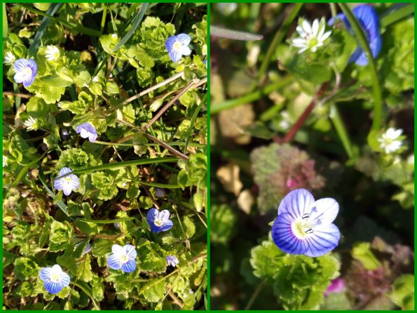 blaue Blüten im März