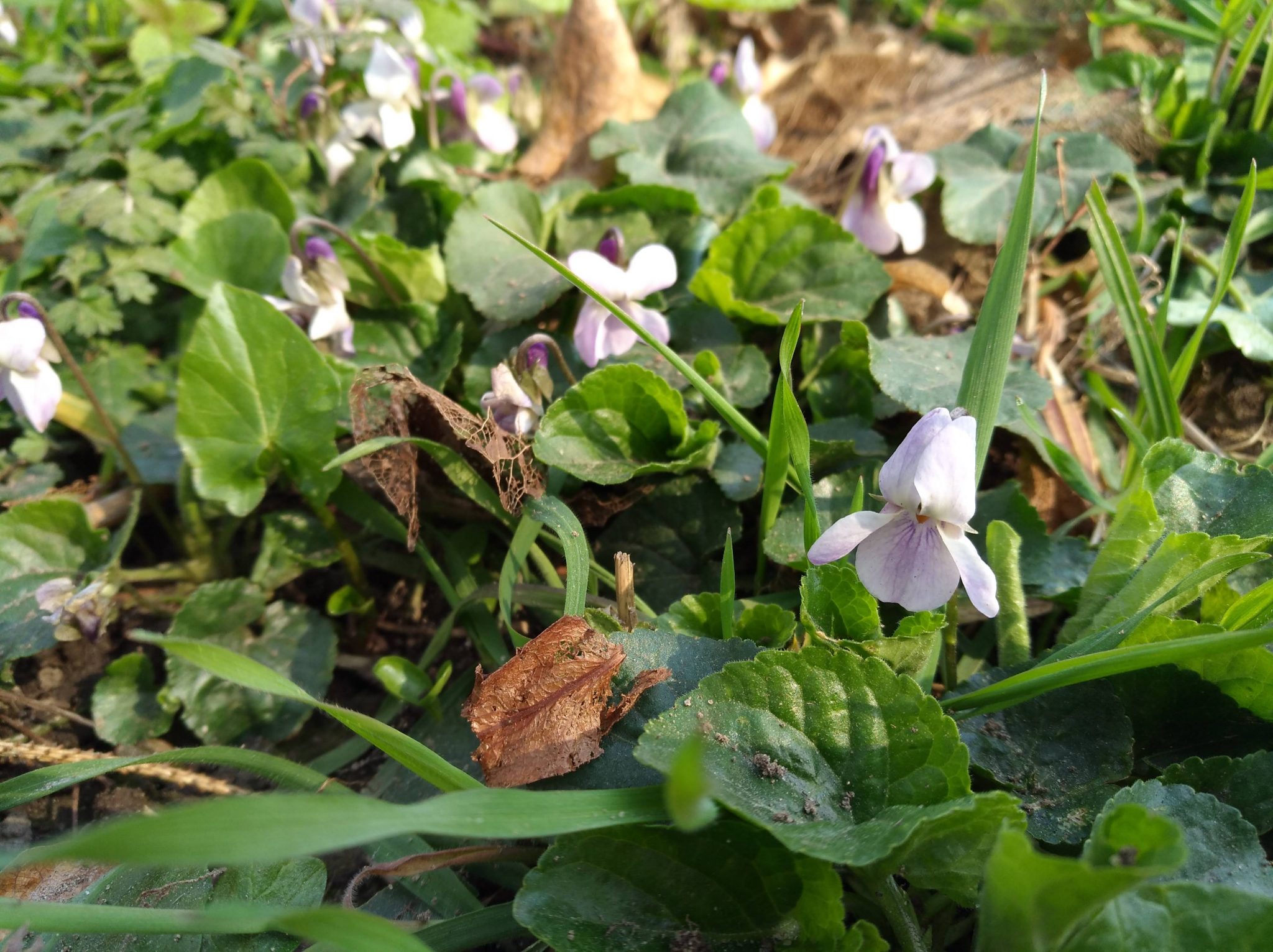 Waldveilchen Meisengezwitscher Naturblog